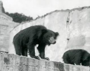 A Sloth Bear Looks Down from Its Enclosure in Front of the Mappin Terraces, London Zoo